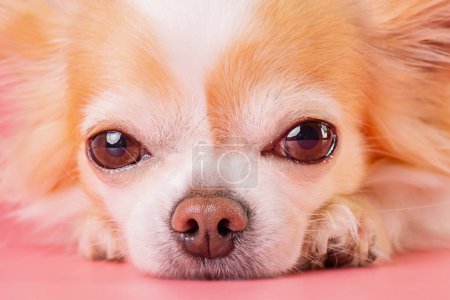Photo for Chihuahua on a pink background. The dog is thoroughbred. - Royalty Free Image