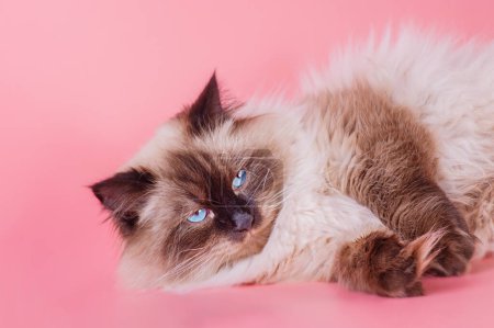 Photo for A cat with blue eyes of the Neva Masquerade breed lies on a pink background - Royalty Free Image