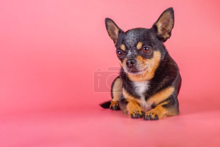 Photo for Chihuahua is lying down. Dog tricolor black brown and white on a pink background. - Royalty Free Image