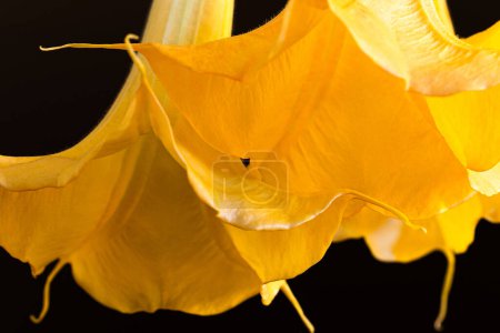 Photo for Yellow flowers of angel's trumpets Brugmansia against black background - Royalty Free Image