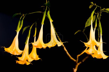 Téléchargez les photos : Fleurs jaunes de trompettes d'ange Brugmansia sur fond noir - en image libre de droit