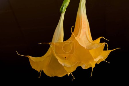 Téléchargez les photos : Fleurs jaunes de trompettes d'ange Brugmansia sur fond noir - en image libre de droit