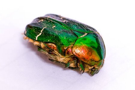 Photo for Close up of a green rose chafer cetonia aurata - Royalty Free Image
