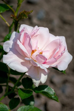 Foto de A bloominf Ballade rose - Imagen libre de derechos