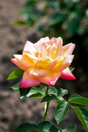 Téléchargez les photos : Une rose Reigen en fleurs - en image libre de droit