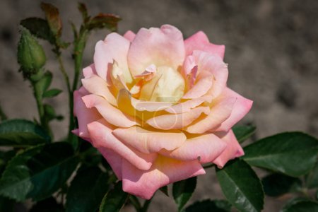 Téléchargez les photos : Une rose Reigen en fleurs - en image libre de droit