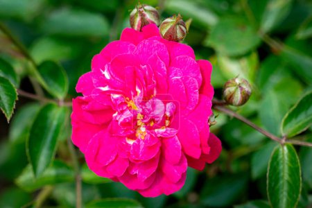 Téléchargez les photos : Une rose roxy fleurie - en image libre de droit
