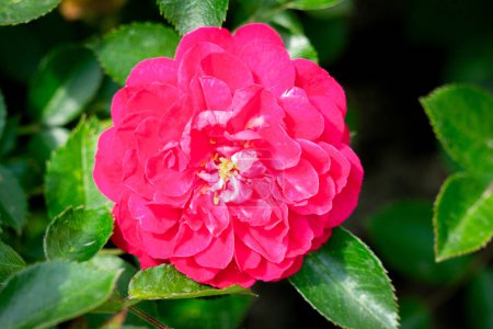 Téléchargez les photos : Une rose roxy fleurie - en image libre de droit
