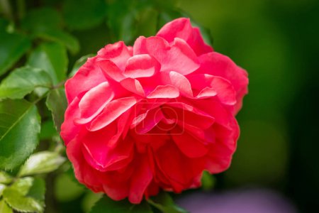 Téléchargez les photos : A floraison Ginger Syllabub rose - en image libre de droit