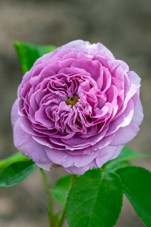 Téléchargez les photos : Rose de glace lavande fleurie - en image libre de droit