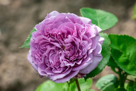 Téléchargez les photos : Rose de glace lavande fleurie - en image libre de droit