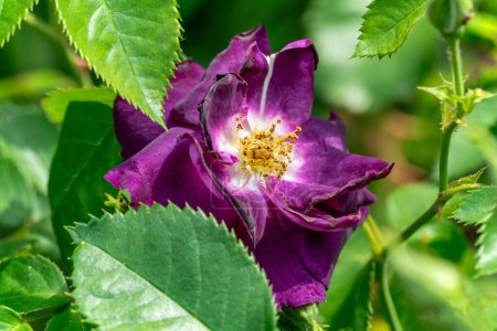 Téléchargez les photos : Rhapsodie fleurie en rose BLue - en image libre de droit