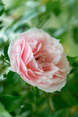 Foto de Floreciente rosa Kir Royal en rosa - Imagen libre de derechos