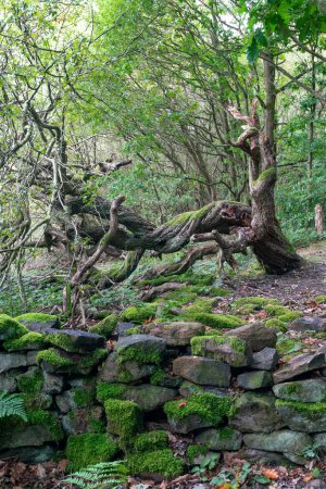 Téléchargez les photos : Paysage forestier luxuriant avec un mur plein de mousse et un arbre tombé - en image libre de droit