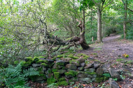 Téléchargez les photos : Paysage forestier luxuriant avec un mur plein de mousse et un arbre tombé - en image libre de droit