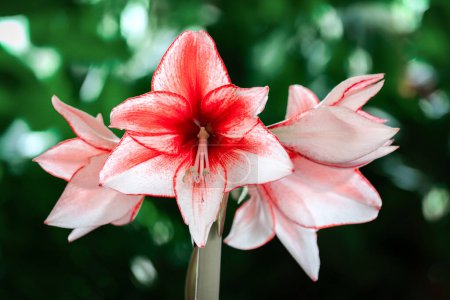Téléchargez les photos : Gros plan d'une fleur d'amaryllis rose et blanche - en image libre de droit
