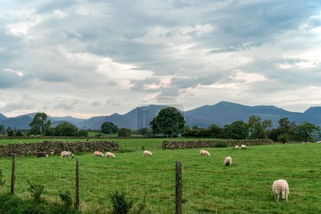 Téléchargez les photos : Pâturage de moutons dans la campagne près de Castle Rigg Stone Circle à Cumbria, Lake District - en image libre de droit