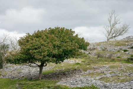 Téléchargez les photos : Un arbre balayé par le vent sur Scout Scar, Lake District, Cumbria, près de Kendall - en image libre de droit