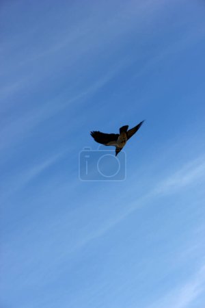 Foto de Aves en Torre del Lago - Imagen libre de derechos