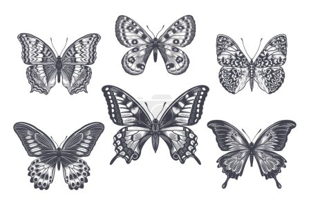 Ilustración de Conjunto de mariposas blancas y negras. Vintage - Imagen libre de derechos
