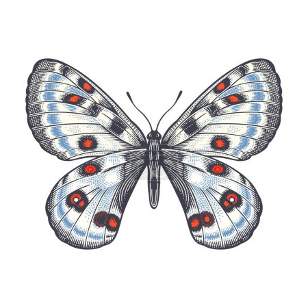 Illustration for Papilio apollo. Color decorative butterfly isolated on white background. Vector illustration of insects. Vintage engraving. - Royalty Free Image