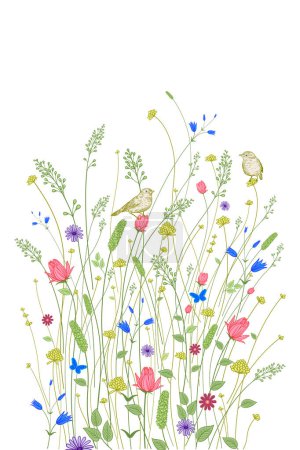 Illustration for Flower border. Wild flowers, decorative grasses and cute birds on a white background. Floral pattern. Vector illustration. Template for congratulations, invitations, wedding decor. - Royalty Free Image