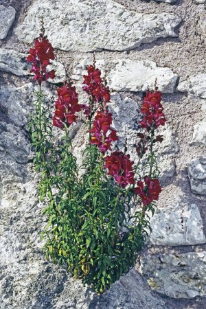 Foto de Planta común de snapdragon en flor, Antirrhinum Majus, Plantaginaceae - Imagen libre de derechos