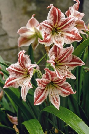 Photo for Hippeastrum correiense, plant in full bloom, Amaryllidaceae - Royalty Free Image