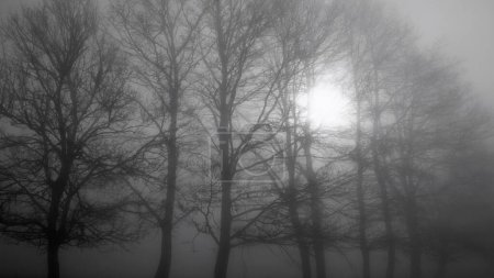 Foto de Árboles desnudos y el sol filtrándose a través de la niebla en una mañana de invierno - Imagen libre de derechos