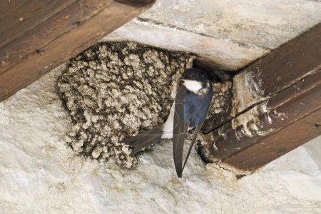 Photo for Common house martin flying back to its nest to feed its youn - Royalty Free Image