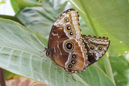 Photo for Peleides blue morpho butterflies in mating, underside, Morpho peleides, Nymphalidae - Royalty Free Image