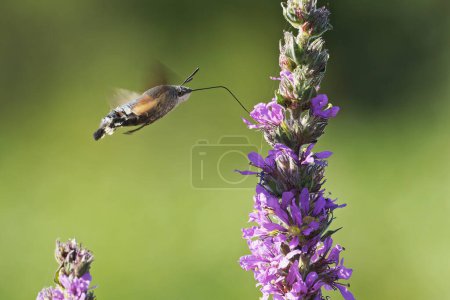 Téléchargez les photos : Héliotin des colibris avec trompe prolongée, buvant du nectar d'une fleur, Macroglossum stellatarum, Sphingidae, - en image libre de droit