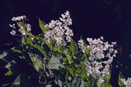 Foto de Detalle de una planta del norte de catalpa en floración sobre un fondo oscuro, Catalpa speciosa; Bignoniaceae - Imagen libre de derechos