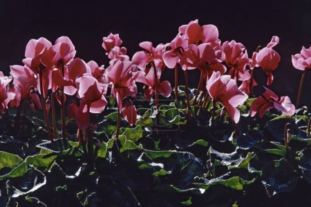 Photo for Plants in pot of Persian cyclamen, florist's cyclamen,var. roseum, in full bloom, backlight, dark background - Royalty Free Image