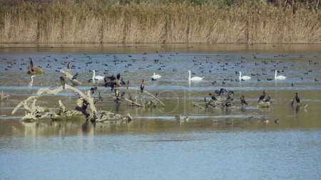 Téléchargez les photos : Plusieurs espèces d'oiseaux aquatiques peuplent un petit lac tranquille - en image libre de droit