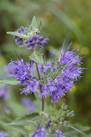 Téléchargez les photos : Plante en fleur de Barbe bleue ou bleue céleste, détail des fleurs, Caryopteris clandonensis, Lamiacea - en image libre de droit