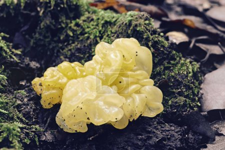 Téléchargez les photos : Spécimen de champignon auriculaire doré ou tremblant jaune, Tremella aurantia, NaemXoaceae - en image libre de droit