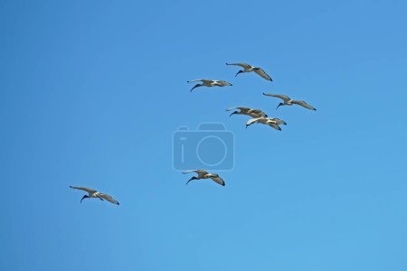 algunos especímenes de ibis sagrados africanos en vuelo en el sur de umbria, terni, italia