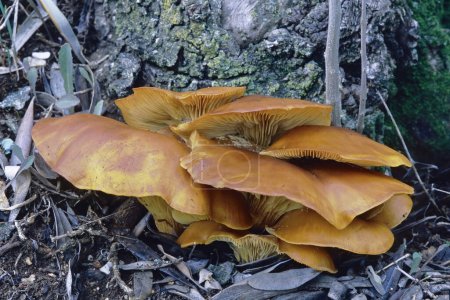 jack o lantern mushroom, algunos especímenes cultivados en la base de un olivo viejo, Omphalotus olearius, Marasmiaceae