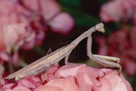 Téléchargez les photos : Adulte femelle marron priant mantis repose sur des fleurs roses, Mantis religiosa, Mantida - en image libre de droit