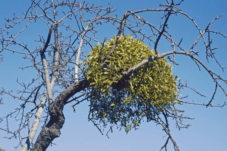Photo for European mistletoe growing on a pear tree, winter,  Viscum album; Santalaceae - Royalty Free Image