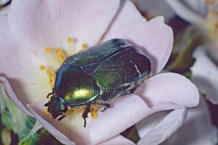 Foto de Rosal verde escarabajo se alimenta de una flor, Cetonia aurata, Scarabaeida - Imagen libre de derechos