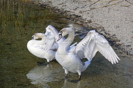 young specimen of mute swan flaps its wings on the stony shore of a lake, Cignus olor, Anatidae