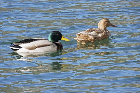 Pair of mallards swimming side by side in a small lake