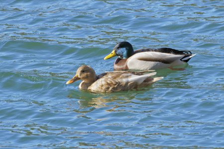 male and female mallard swimming together in a small lake