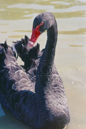 specimen of black swan, Cygnus atratus; Anatidae, portrait