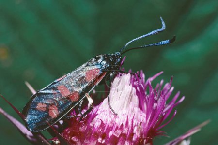 specimen of six-spot burnet moth, Zygaena filipendulae; Zygaenidae, rest on a flower