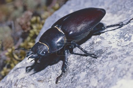 espécimen femenino de escarabajo ciervo europeo, Lucanus cervus, Lucanidae