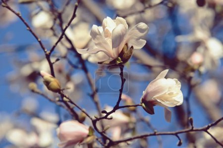 star magnolia, plant in blooming, detail of the flowers,  Magnolia stellata, Magnoliacea
