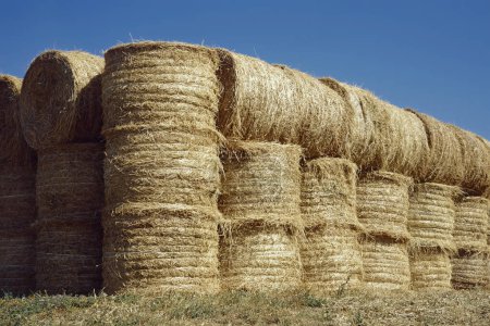 many large rolls of hay neatly stacked in a field